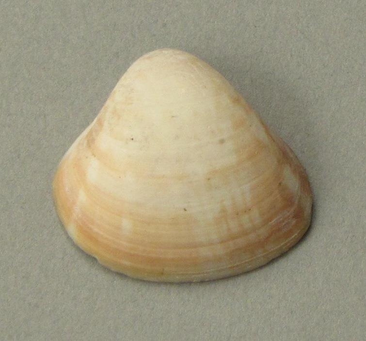 IV Ca 1724 b <2>
