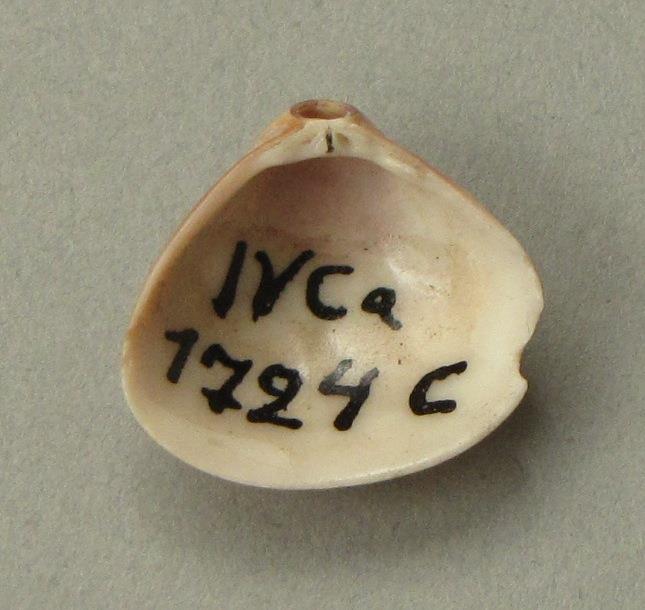 IV Ca 1724 c