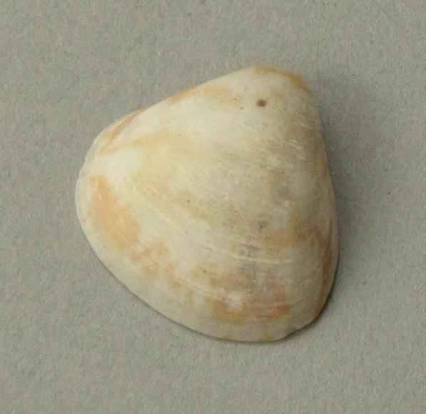 IV Ca 1724 d <2>