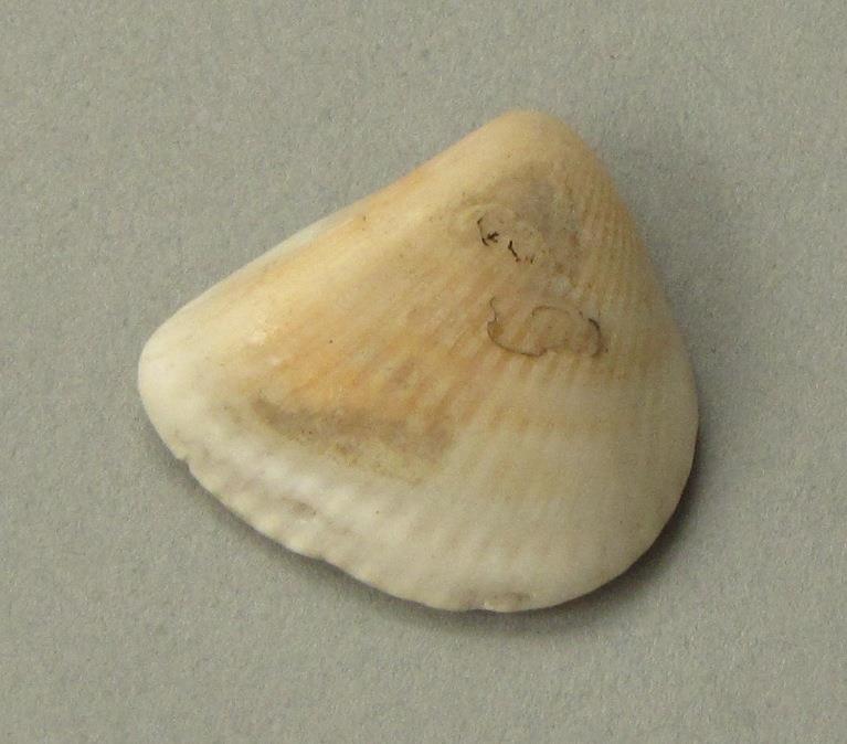 IV Ca 1724 e