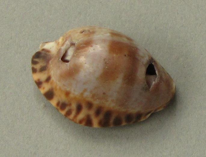 IV Ca 1724 f