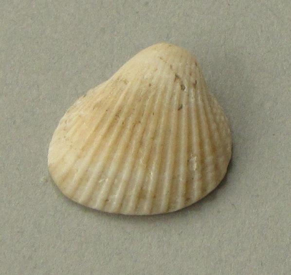 IV Ca 1724 g <1>