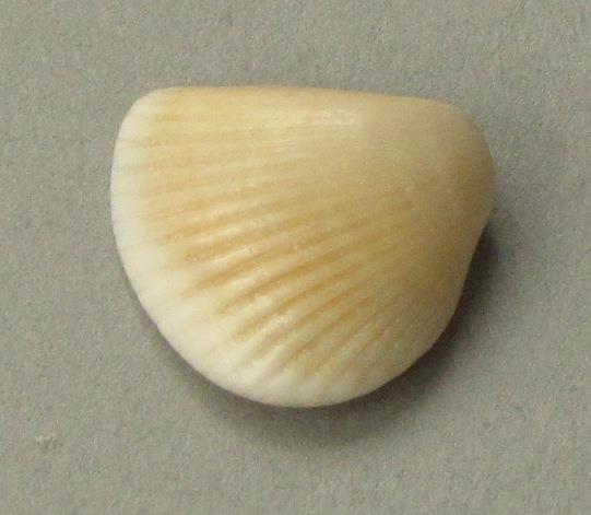 IV Ca 1724 h