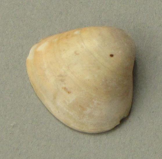 IV Ca 1724 i <2>