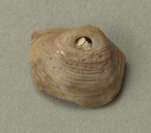 IV Ca 1724 l