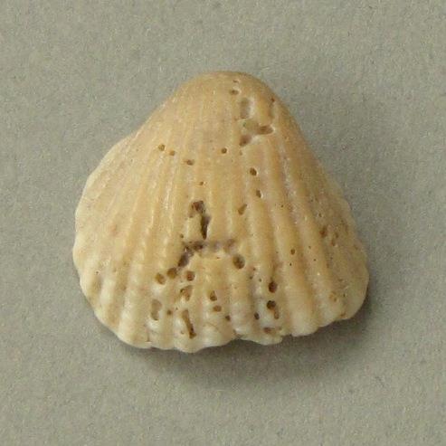 IV Ca 1724 m
