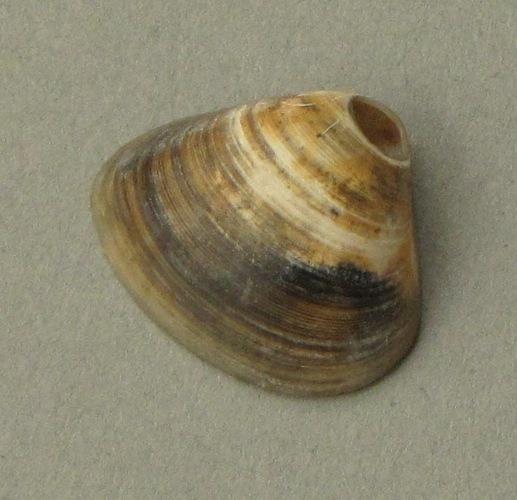 IV Ca 1724 o
