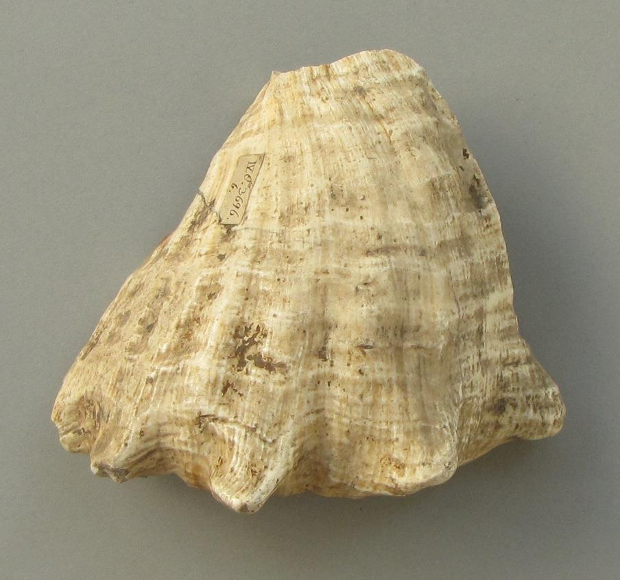 IV Ca 3696 b