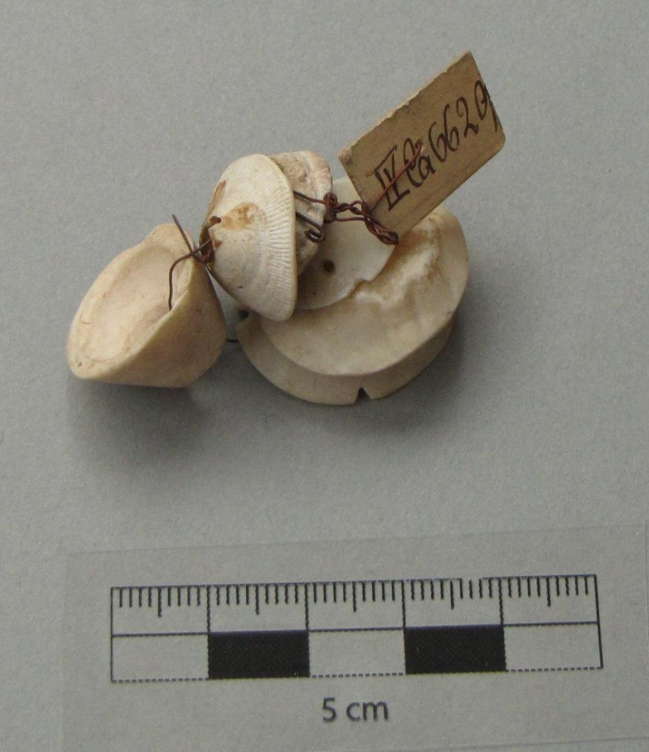 IV Ca 6629