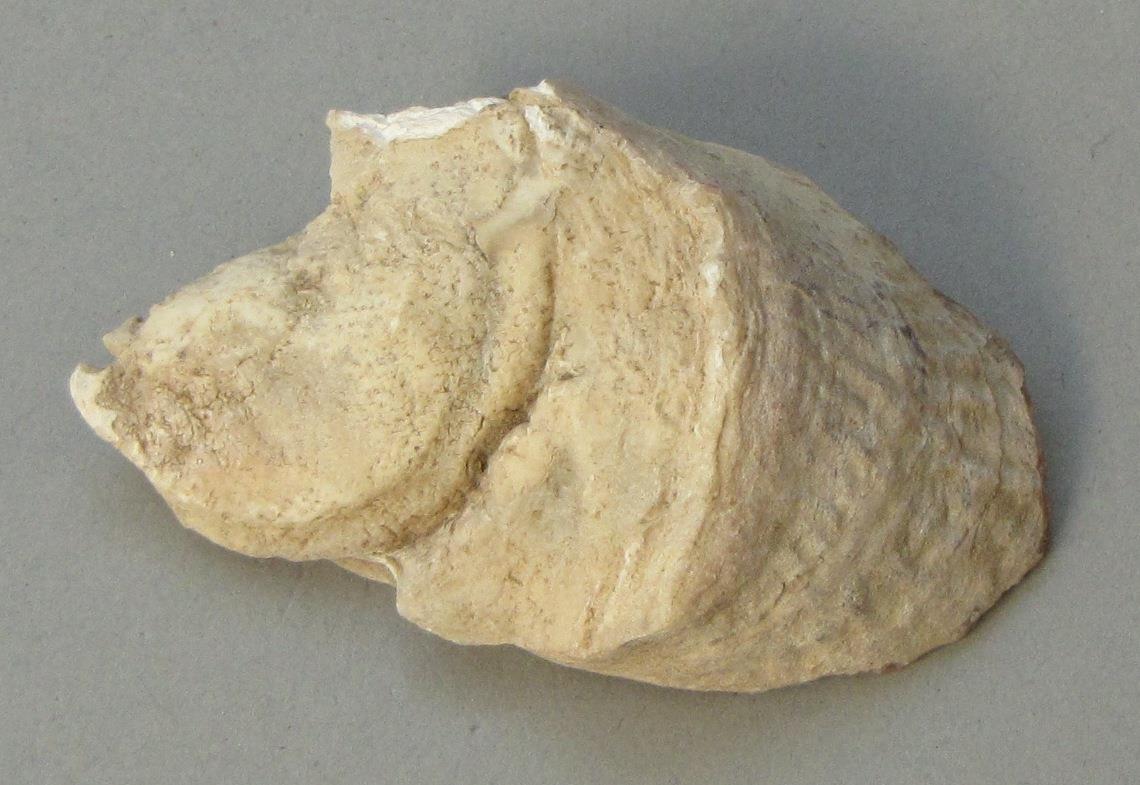 IV Ca 9567 b