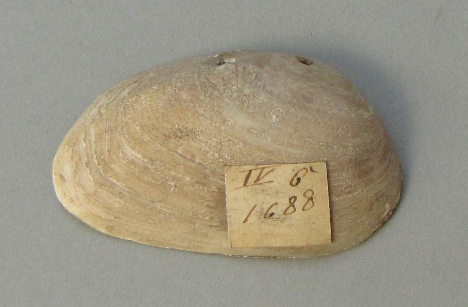 IV Ca 1688