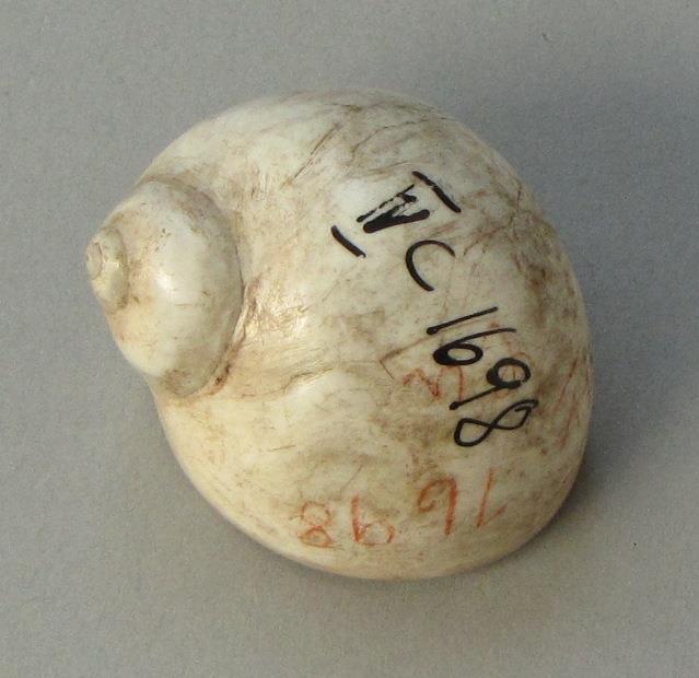 IV Ca 1698