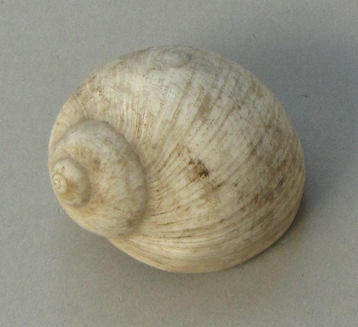 IV Ca 1702