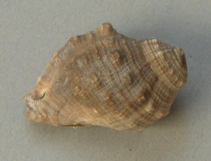 IV Ca 1724 a <1>