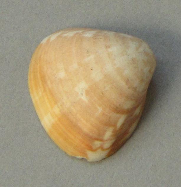 IV Ca 1724 d <1>