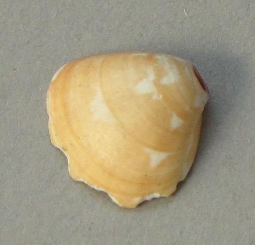 IV Ca 1724 n <1>
