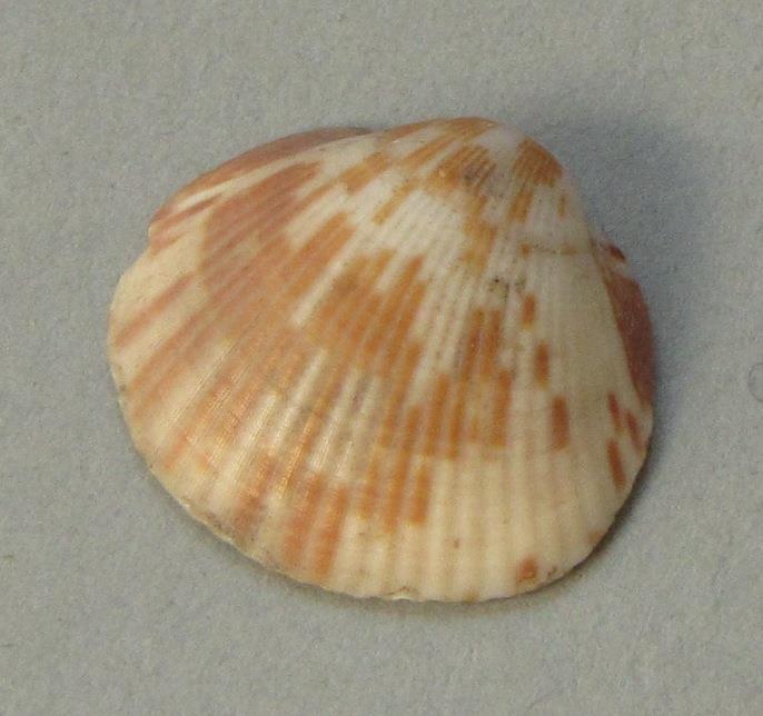 IV Ca 1724 p <1>