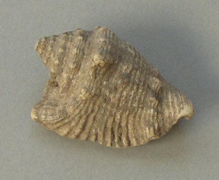 IV Ca 18082