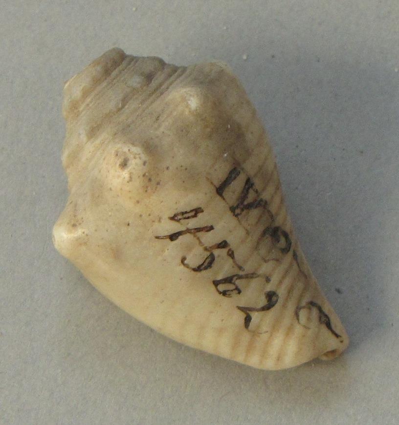 IV Ca 4562 c