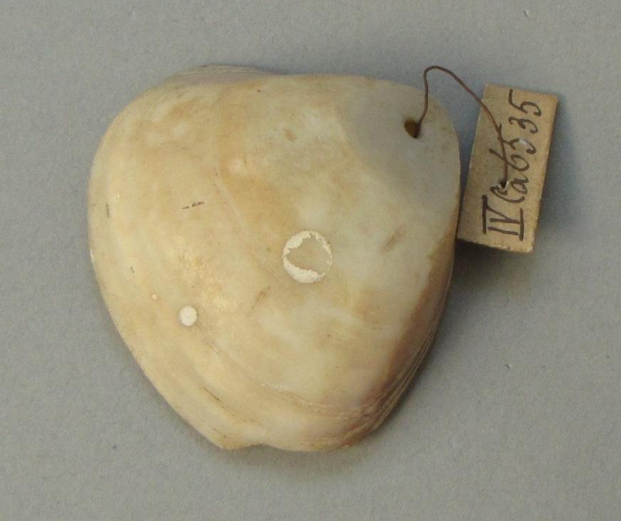 IV Ca 6535