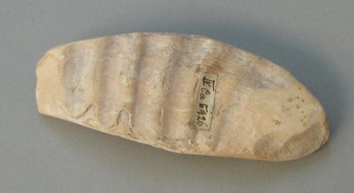 IV Ca 5926
