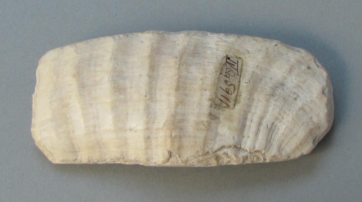 IV Ca 5911