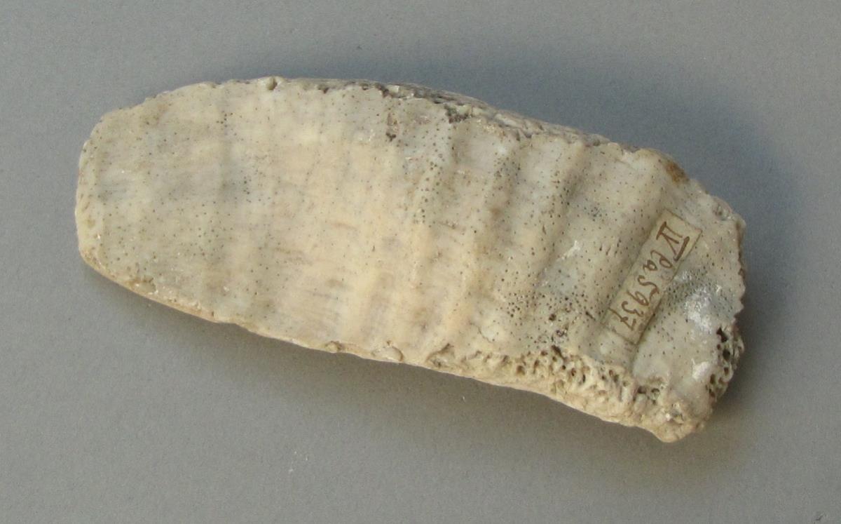 IV Ca 5937