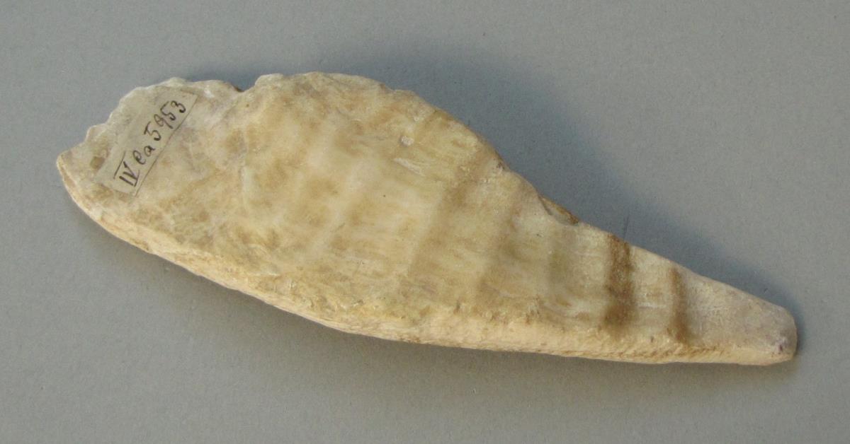 IV Ca 5953