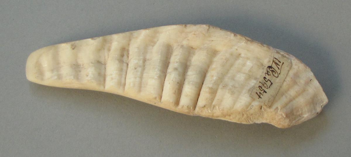 IV Ca 5954