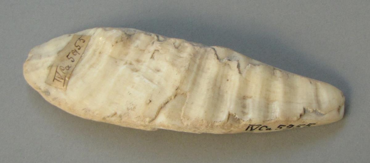 IV Ca 5955