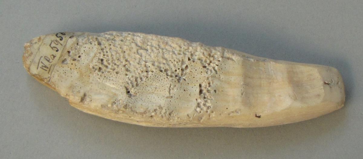 IV Ca 5956
