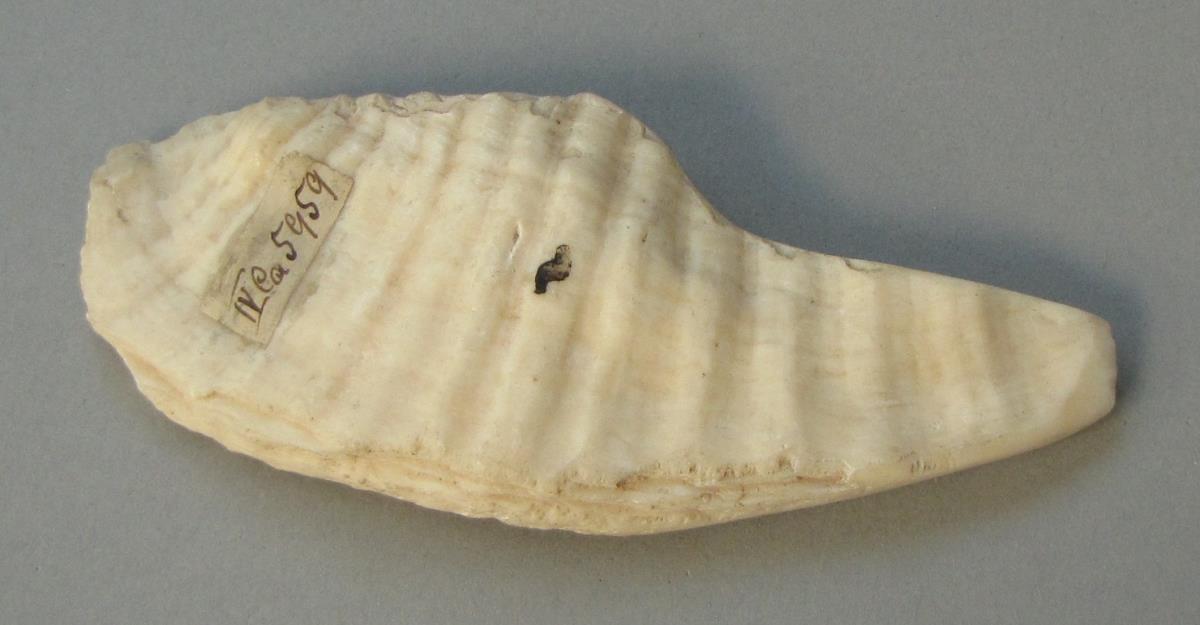 IV Ca 5959