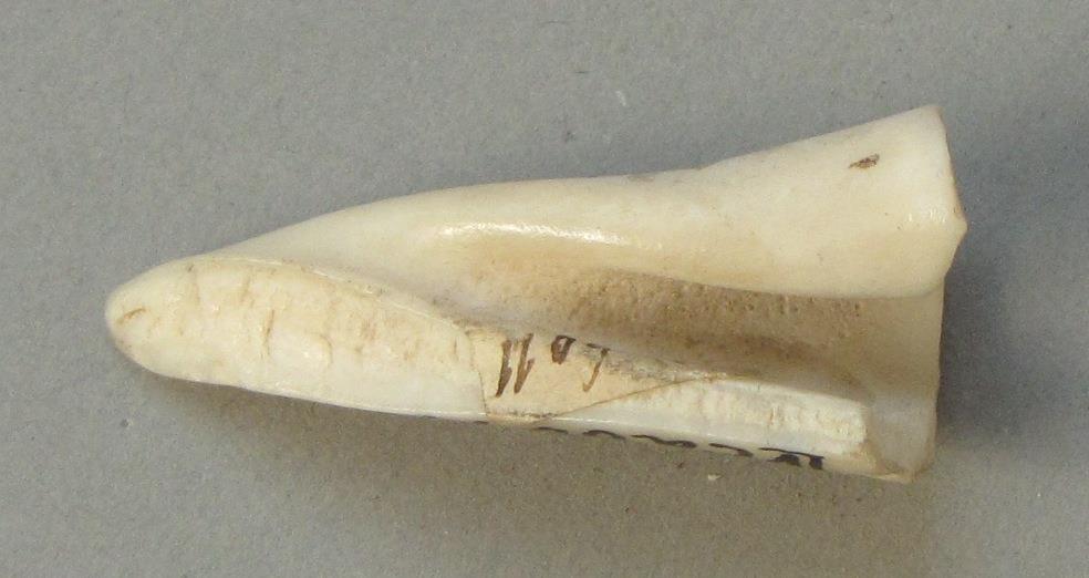 IV Ca 6011