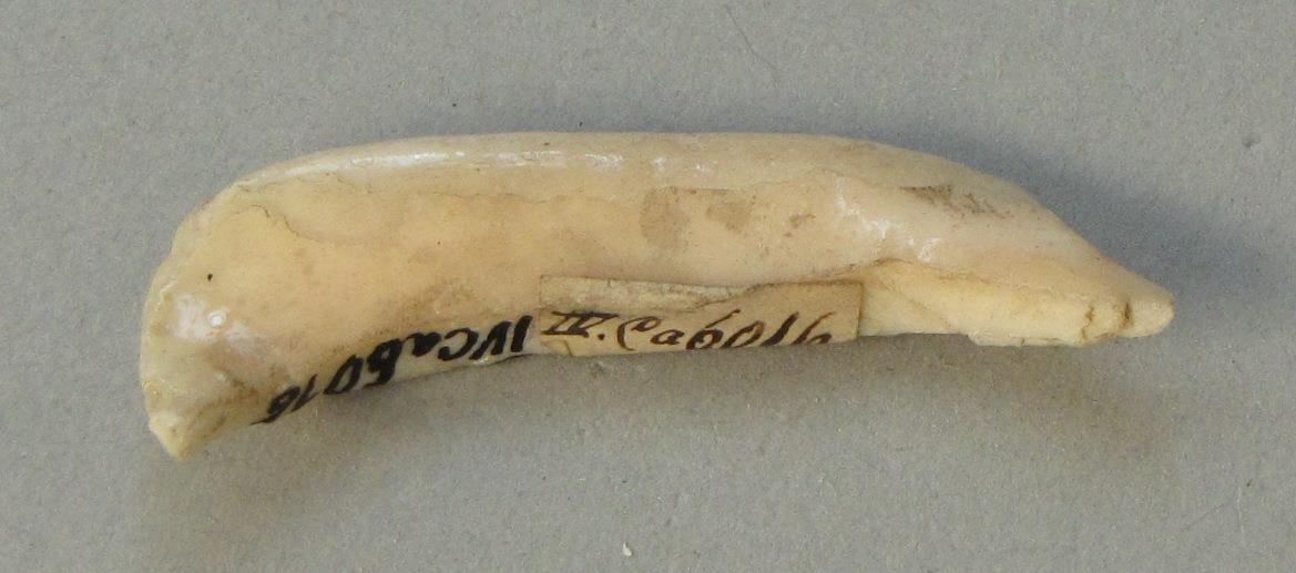 IV Ca 6016