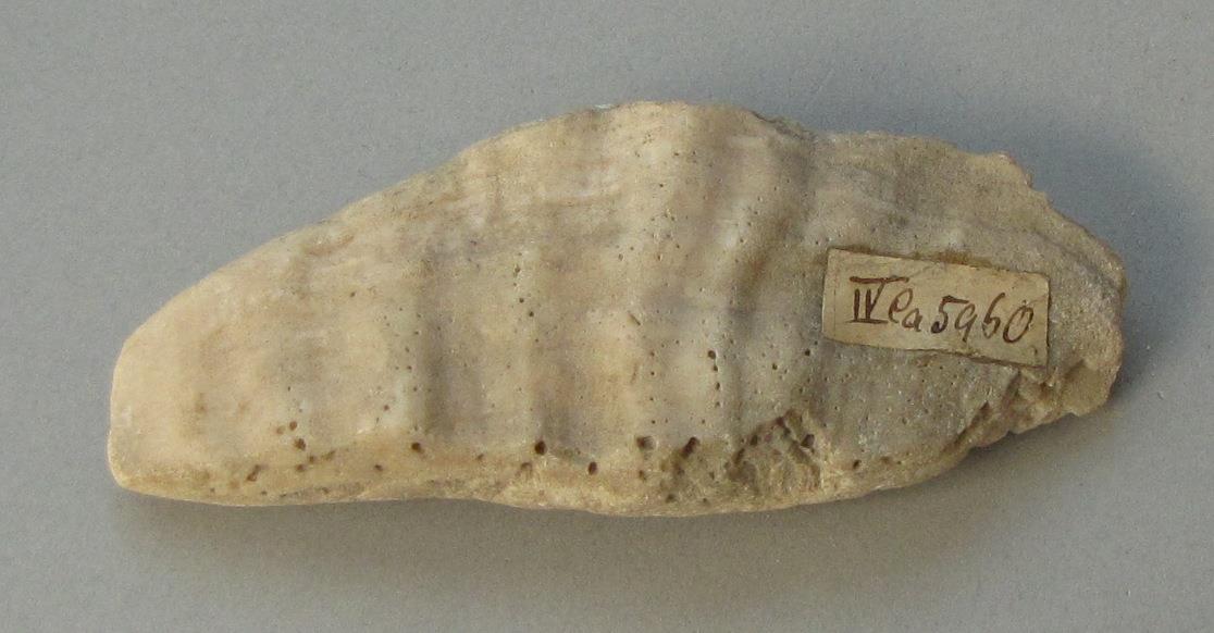IV Ca 5960