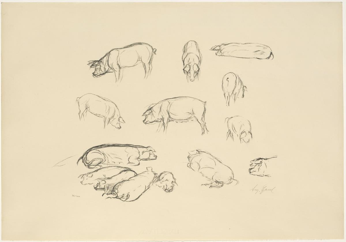 Schweine