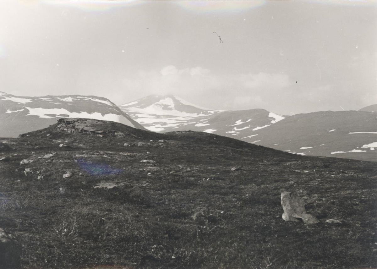 Merkenesvagge