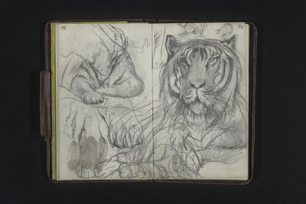 Studien eines Tigers