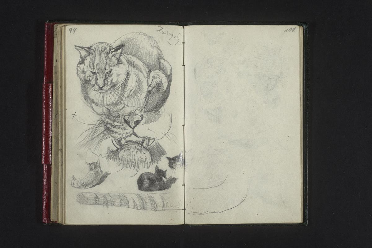 Katzenstudien