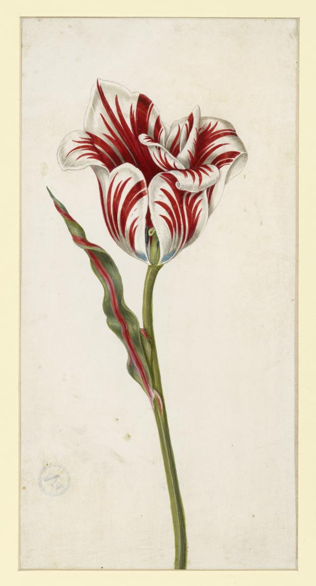 Tulpe