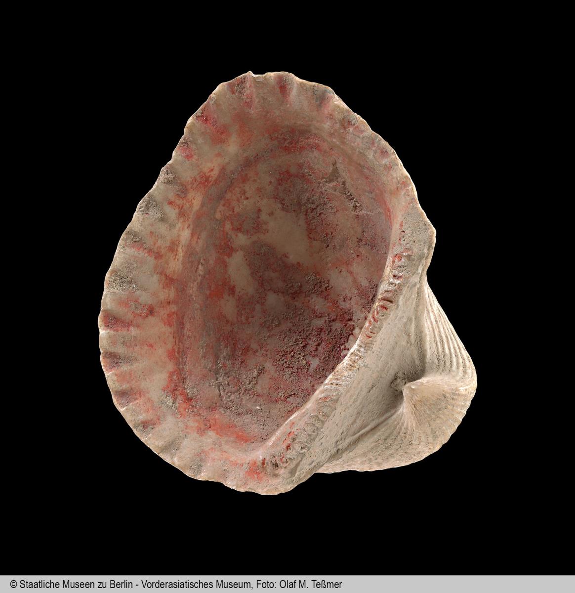 Muschel (Anadara granosa LINNAEUS) mit roten Farbresten auf der Innenseite