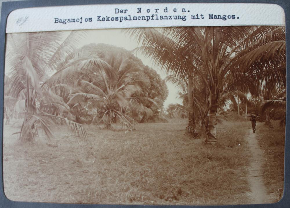 Der Norden. Bagamojos Kokospalmenpflanzung mit Mangos