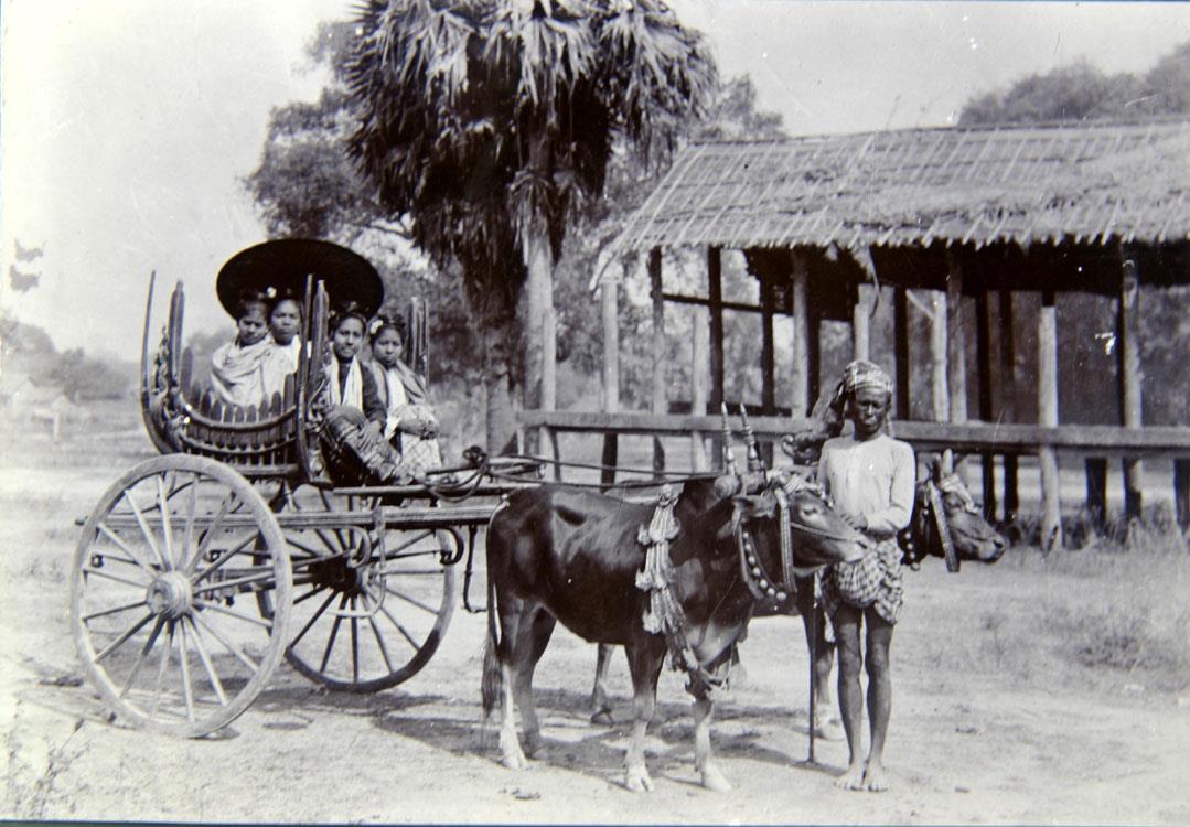 a Burmese Country bullock cart