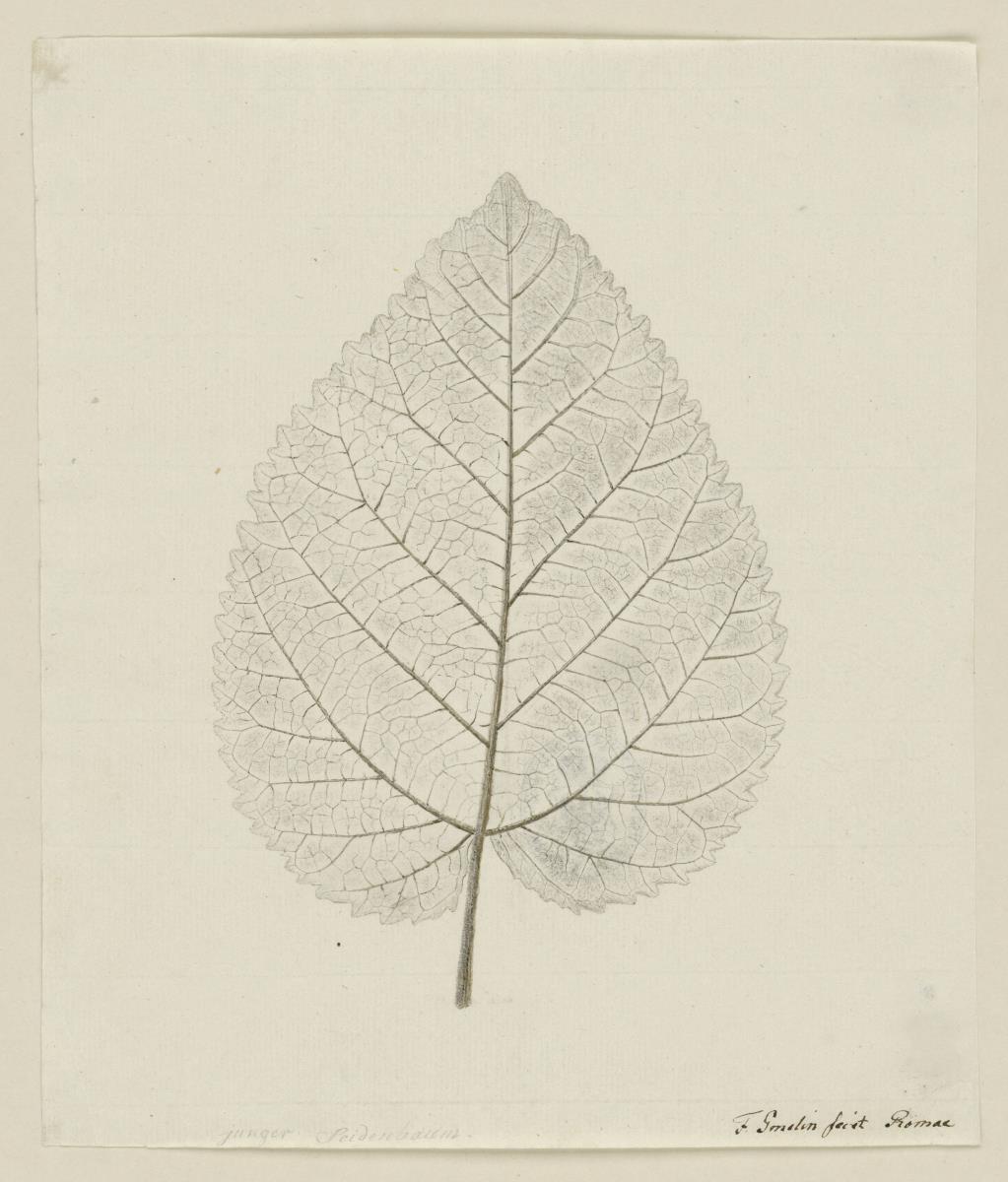 Skelett eines Blattes - Junger Seidenbaum