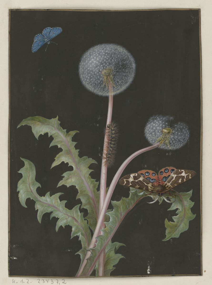 Gemeine Kuhblume (Taraxacum officinale) mit Braunem Bär, Bläuling (?) und Raupe