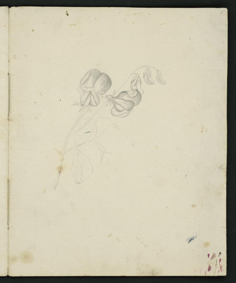 Blumenstudie