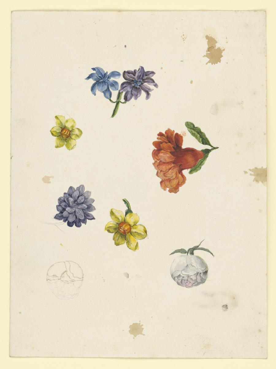 Sieben Studien zu Blumenblüten