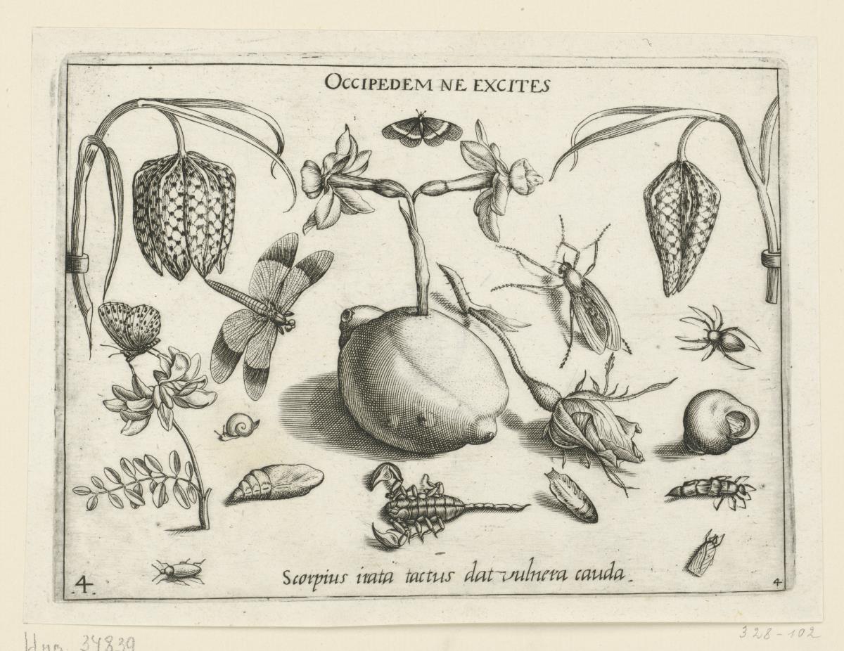 Schachbrettblume, Jonquille, Schmetterling, Skorpion  u.a, Insekten (= Archetypa Stvdiaqve Patris Georgii Hoefnagelii Iacobus F - PARS IV, 4)