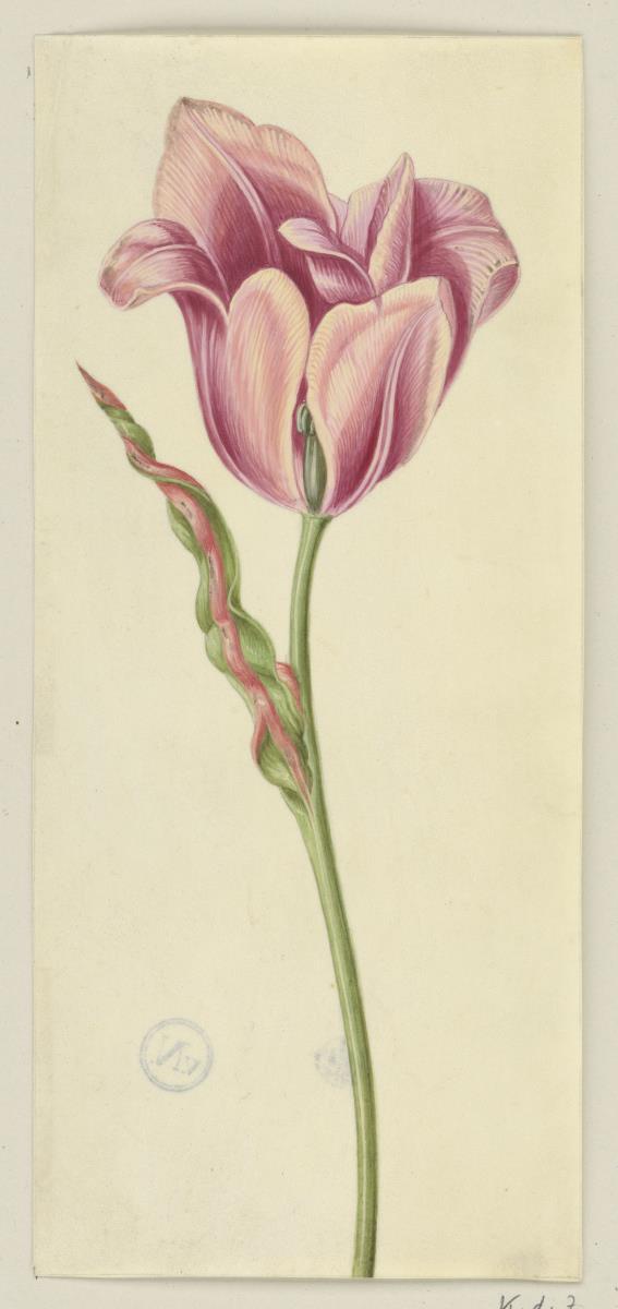 Tulpe, weiß/rosa geflammt
