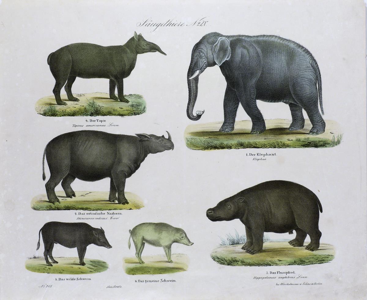 Säugethiere No IX.
